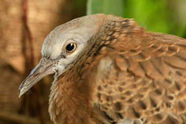Kuşun portresi, kuşun gözlerine 