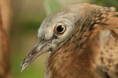 Kuşun portresi, kuşun gözlerine 