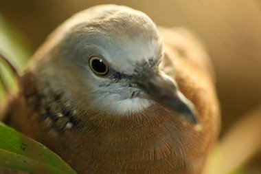Kuşun portresi, kuşun gözlerine 