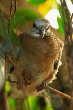 Kuşun portresi, kuşun gözlerine 
