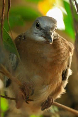 Kuşun portresi, kuşun gözlerine 