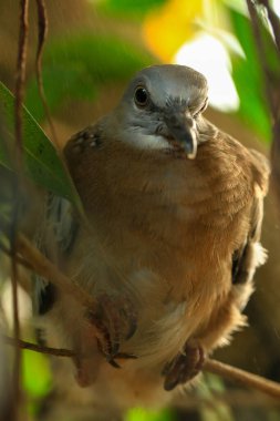 Kuşun portresi, kuşun gözlerine 