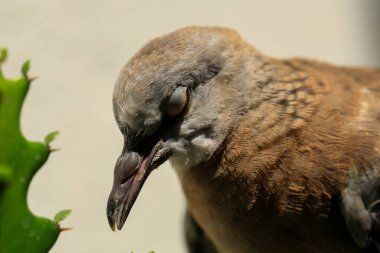 Kuşun portresi, kuşun gözlerine 