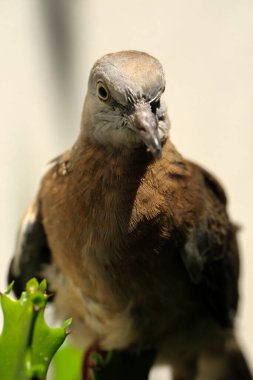 Kuşun portresi, kuşun gözlerine 