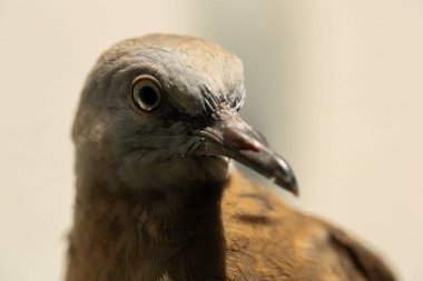 Kuşun portresi, kuşun gözlerine 