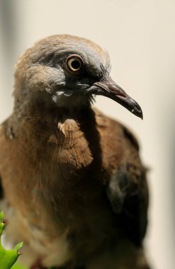 Kuşun portresi, kuşun gözlerine 