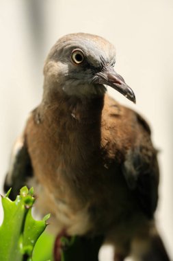 Kuşun portresi, kuşun gözlerine 