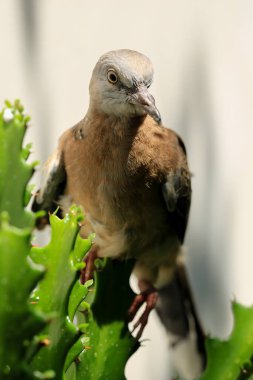 Kuşun portresi, kuşun gözlerine 
