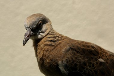 Kuşun portresi, kuşun gözlerine 