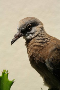 Kuşun portresi, kuşun gözlerine 