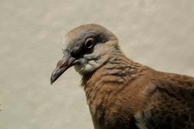 Kuşun portresi, kuşun gözlerine 