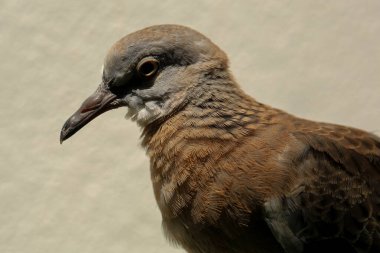 Kuşun portresi, kuşun gözlerine 