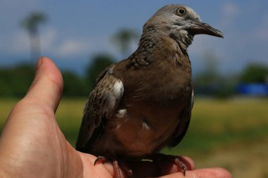 Kuşun portresi, kuşun gözlerine 