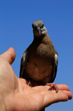 Kuşun portresi, kuşun gözlerine 