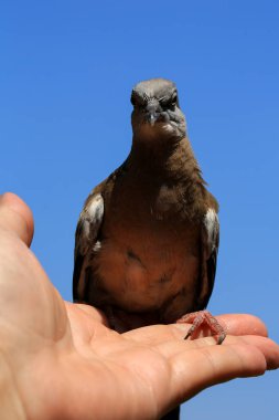 Kuşun portresi, kuşun gözlerine 