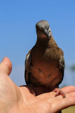 Kuşun portresi, kuşun gözlerine 