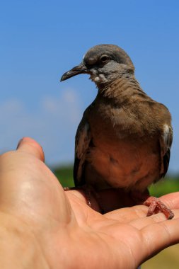 Kuşun portresi, kuşun gözlerine 