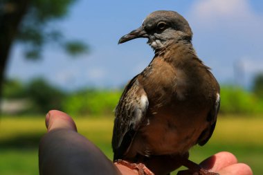 Kuşun portresi, kuşun gözlerine 