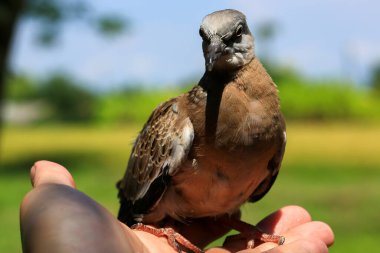 Kuşun portresi, kuşun gözlerine 