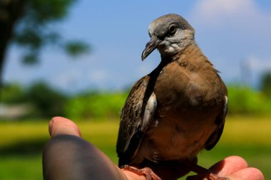Kuşun portresi, kuşun gözlerine 