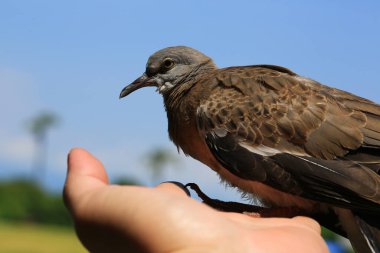 Kuşun portresi, kuşun gözlerine 