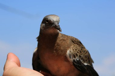 Kuşun portresi, kuşun gözlerine 