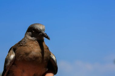 Kuşun portresi, kuşun gözlerine 