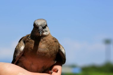 Kuşun portresi, kuşun gözlerine 