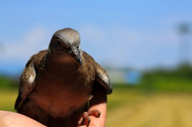 Kuşun portresi, kuşun gözlerine 