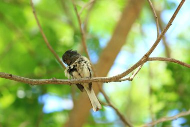 Kuş, bir ağaçta avını arıyor, Grandis.