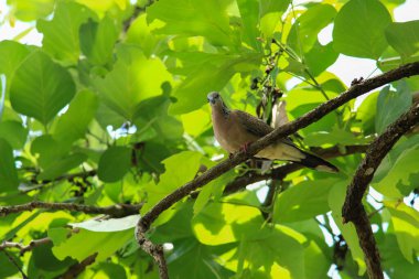 Kuş, bir ağaçta avını arıyor, Grandis.