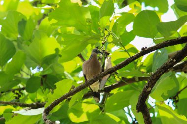 Kuş, bir ağaçta avını arıyor, Grandis.