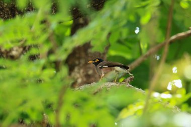 Kuş, bir ağaçta avını arıyor, Grandis.