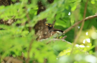 Kuş, bir ağaçta avını arıyor, Grandis.