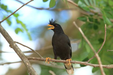 Kuş, bir ağaçta avını arıyor, Grandis.