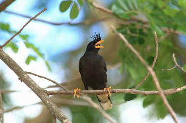 Kuş, bir ağaçta avını arıyor, Grandis.