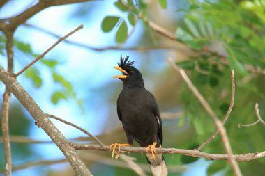 Kuş, bir ağaçta avını arıyor, Grandis.