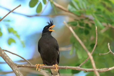 Kuş, bir ağaçta avını arıyor, Grandis.