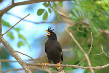 Kuş, bir ağaçta avını arıyor, Grandis.