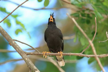 Kuş, bir ağaçta avını arıyor, Grandis.