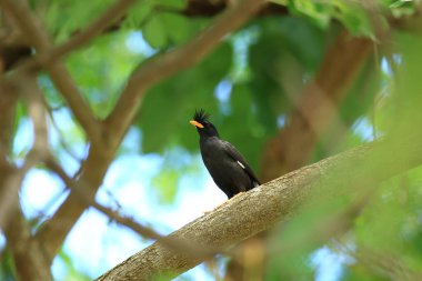 Kuş, bir ağaçta avını arıyor, Grandis.