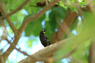 Kuş, bir ağaçta avını arıyor, Grandis.