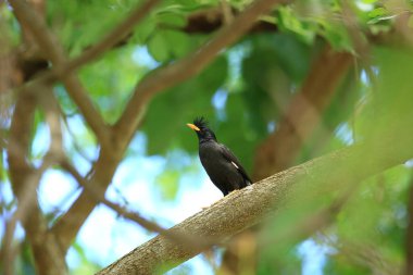 Kuş, bir ağaçta avını arıyor, Grandis.