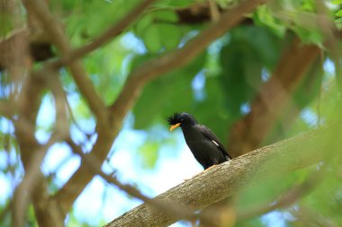 Kuş, bir ağaçta avını arıyor, Grandis.