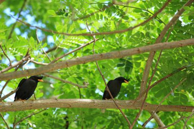 Kuş, bir ağaçta avını arıyor, Grandis.