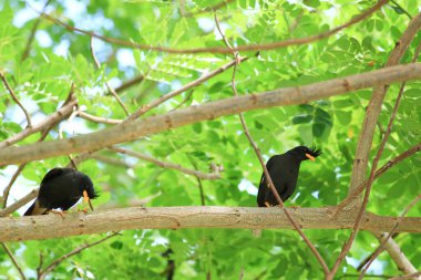 Kuş, bir ağaçta avını arıyor, Grandis.