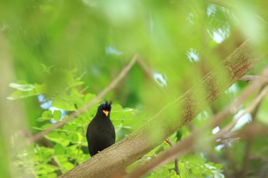 Kuş, bir ağaçta avını arıyor, Grandis.