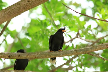 Kuş, bir ağaçta avını arıyor, Grandis.