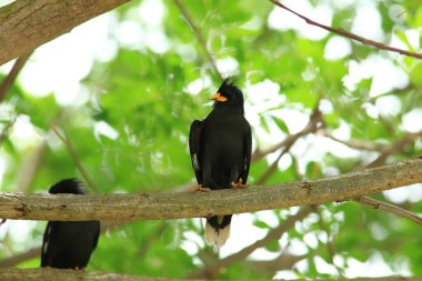 Kuş, bir ağaçta avını arıyor, Grandis.