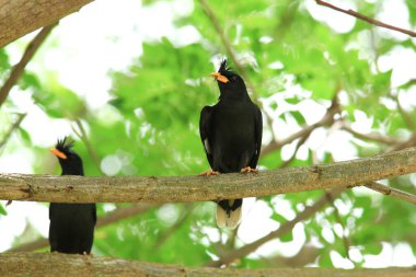 Kuş, bir ağaçta avını arıyor, Grandis.